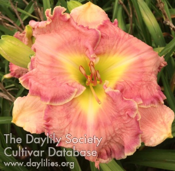Daylily More Than You Know